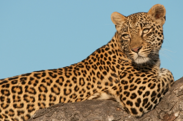 Leopard, Panthera pardus (Felidae)